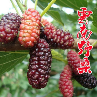 ��ɣ���ݮ��ɣ������������B�Q�ļ��������Ϸ������Nֲɣ�����