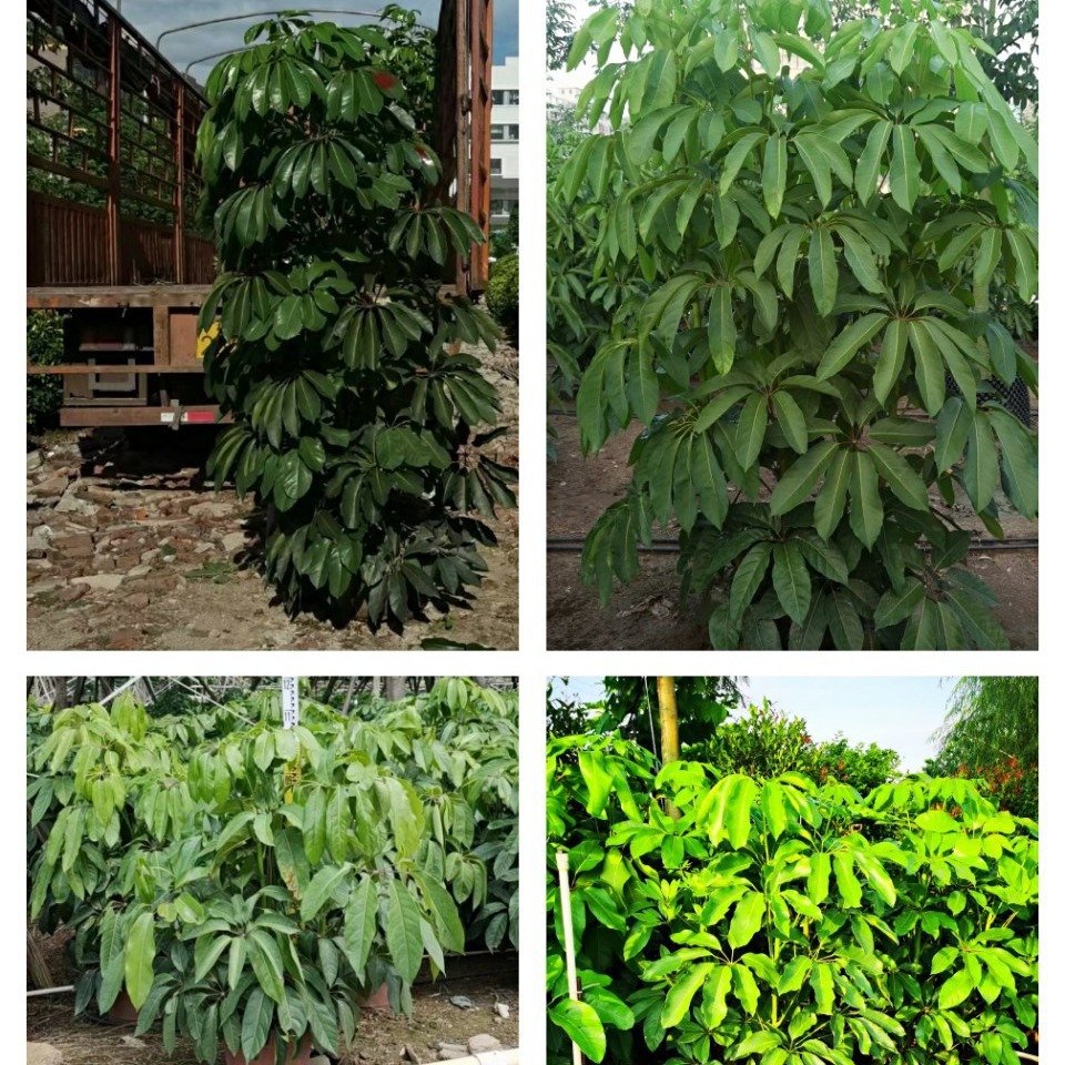 Australian Goose Palm Chai Large Leaf Umbrella Yinsheng Flower Seedlings Zhongshan Green Plant Flower Base Wholesale