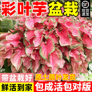 ���~�����Է�ɫ�w�R��ɫ�����҃����ֲ�ﻨ���ļ��̨���B��