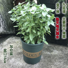 �����ԾŌ������ʳ���_���~��ʳ�����ֲ���ļ��Gֲ���B���l