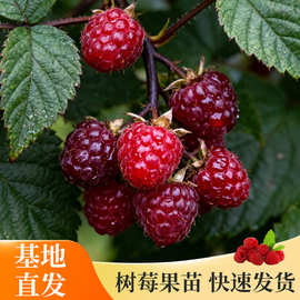 双季红树莓盆栽地栽易成活果树 大棚种植覆盆子绿色健康树苗