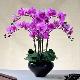 �����m���玧�����Gֲ�����m����С��͏d�҃�ֲ�ﻨ���ļ����B��