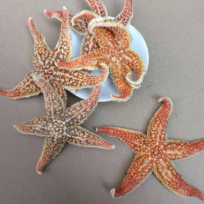Dried Starfish Wu Zhi Hai Xing Whole Dried Sea Star for Herbal Wine Infusion 500g key features