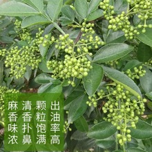 藤椒新鲜青花椒四川特麻椒粒特香特麻重庆江津九叶青特产包邮批发