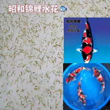 种日本昭和三色锦鲤鱼苗观赏鱼宠物水花苗精品大正昭和锦鲤活体