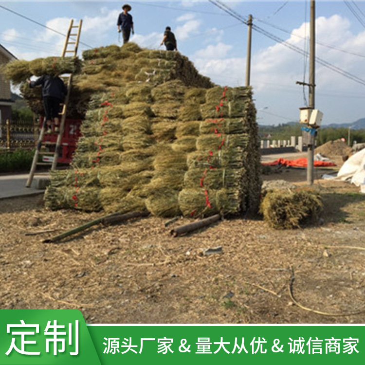 产地供应各种规格老枝新枝竹枝扫帚苗屋顶篱笆围栏装饰竹枝竹柄|ms