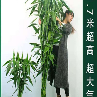 ���F��ˮ�Bˮ���^�����҃ȃ����՚���;Gֲ����