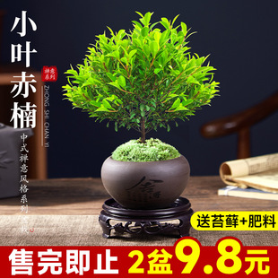 Small-Leaf Red Nan Bonsai Old Pile Plant Office Green Plant Potted Balcony Easy to Grow Red Sandalwood Desktop Golden Nanmu