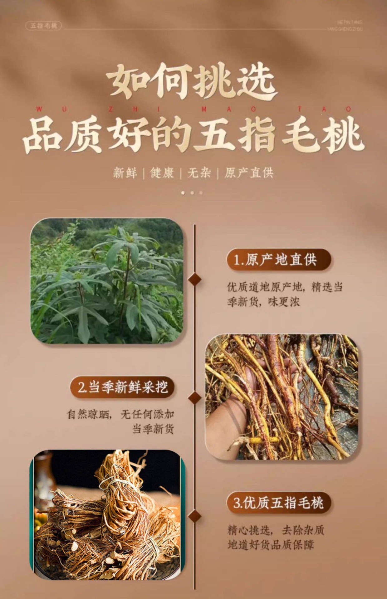 Wu Zhi Mao Tao Five-Finger Fig Root Soup Herb 500g Dried Thin Roots Bundle Guangxi Guangdong quality and texture