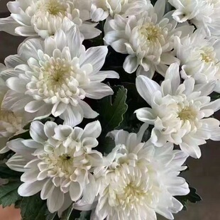 �������û��S�׾ջ��r���r�л��V�ݻ������r�F�ɬF�l�S�ջ��׾ջ�