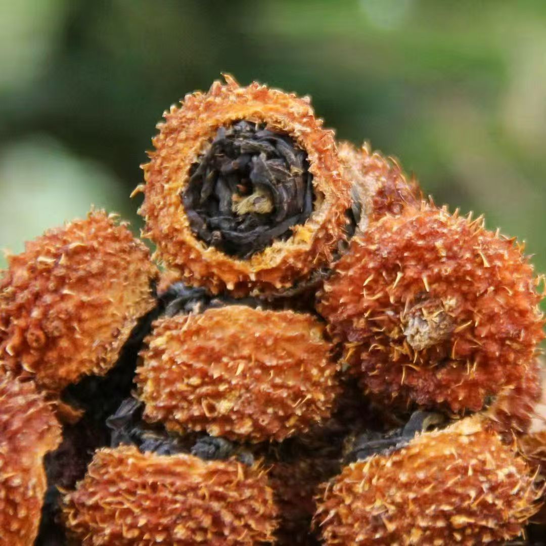 批发云南古树刺梨红茶 果茶维C爆棚冷泡茶 贵州刺梨 红茶
