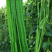 �羳���L�ඹ�ǷN���������N�Ӵ�Gɫ�L���Ǵ���¶���߲˷N��