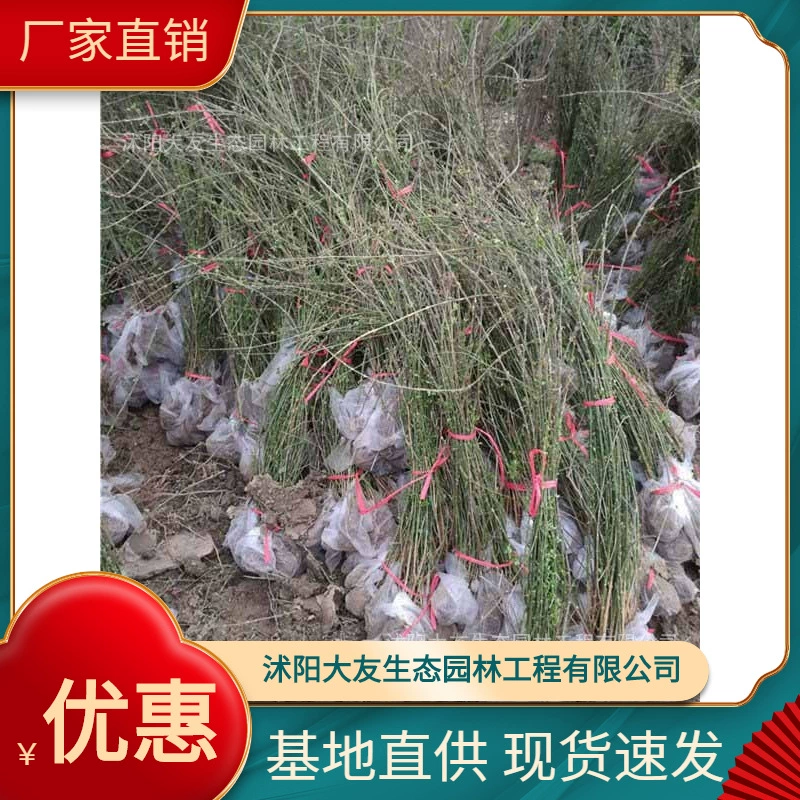 Танчунь Хуа, Инся Базовая оптовая продажа, самостоятельное производство и Самостоятельная продажа, полный проект ландшафтного дизайна, озеленение рассады