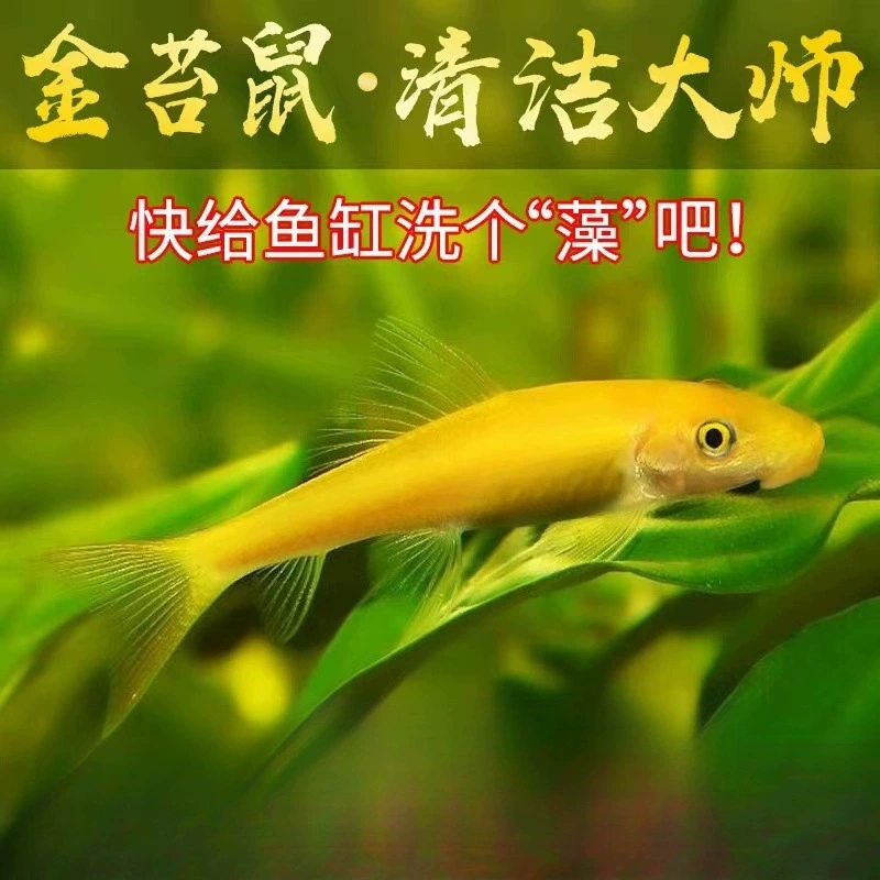 Очиститель для рыб Gold Moss Mouse для удаления водорослей и мусора из аквариумов, подходит для живых тропических и небольших пресноводных рыб.