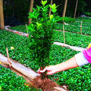 ���������ľ�ļ����಻���~�G������ͥԺ�h�ʴ��~�S�����ֲ��