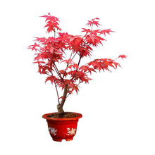 矮桩红枫盆景日本红枫树苗 室内客厅办公观叶绿植 嫁接红舞姬盆栽