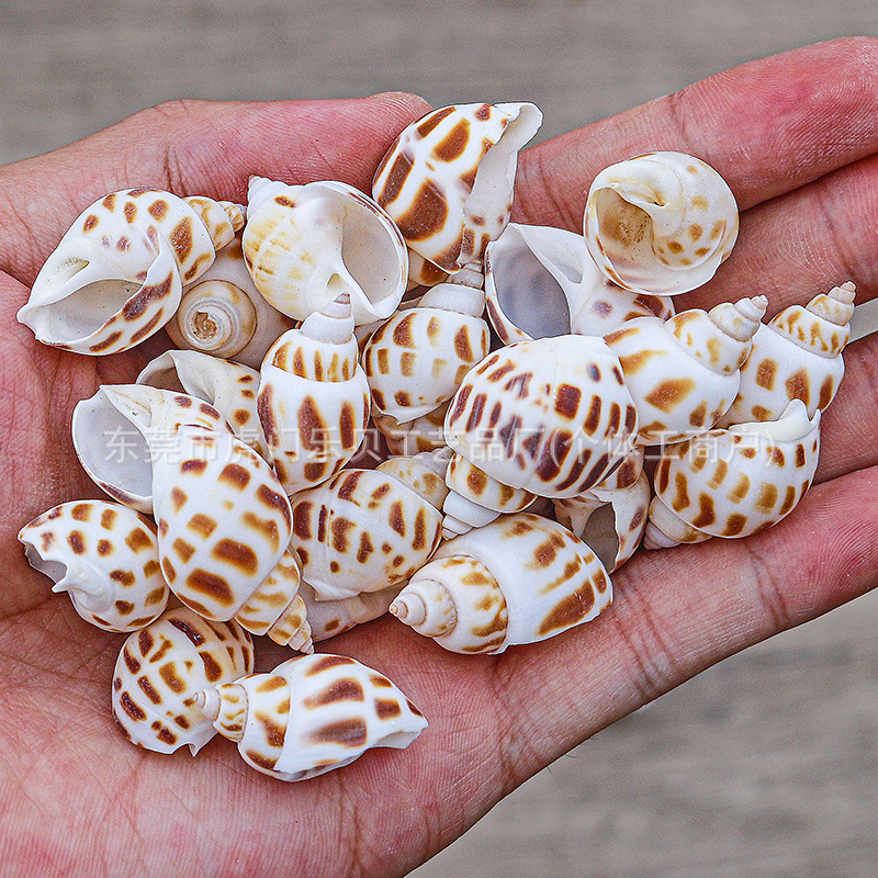 Concha Daquan natural con cera de pescado, materiales decorativos mediterráneos DIY al por mayor