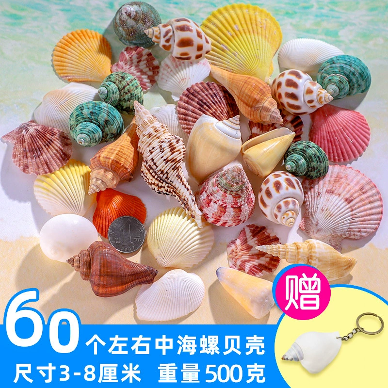 Organic aquarium with shells, aquarium decor, sample handmade