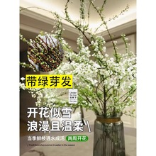 ѩ���r֦��֦֧���ԇ�ѩ�廨��ˮ��ֲ���҃Ⱥ��B�Gֲ��ľ�괺����