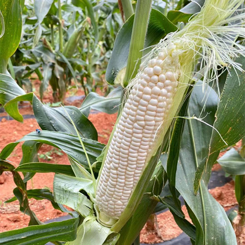 5fa3fe2455c474d8757ccf725c3c70