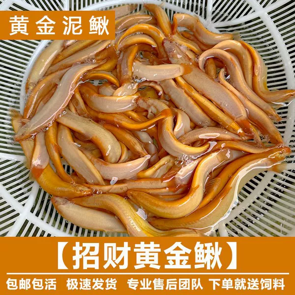 [Small pond] Golden Loach 5-8cm 8 pieces free 2 pieces for loss prevention