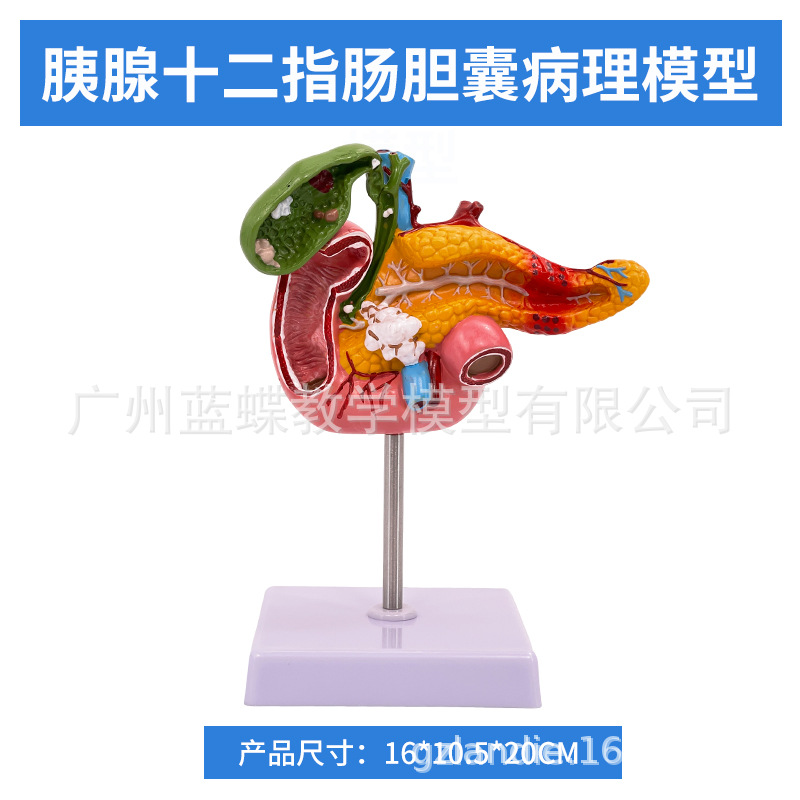 ҽѧ��������������ģ�͸��ŵ��ҵ��ܽṹ����ϵͳ������ʾ�̾�