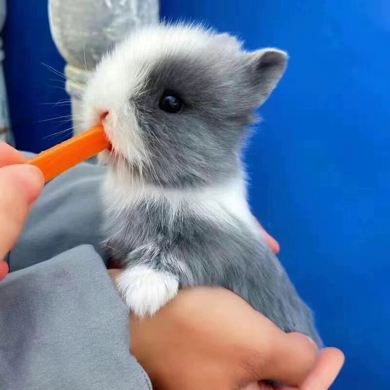 小さなウサギ、生きているノームウサギ、成長しない、ミニプリンセス、オランダ垂れ耳ウサギ、ティーカップウサギ、飼い慣らされたペットウサギ|undefined