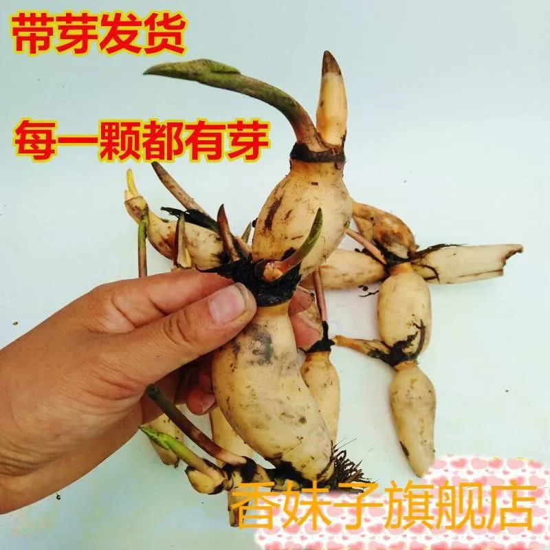 Декоративные саженцы лотоса, саженцы корней лотоса, лотос в горшках, гидропонный лотос, цветущий в любое время года, в помещении и на улице с бутонами.