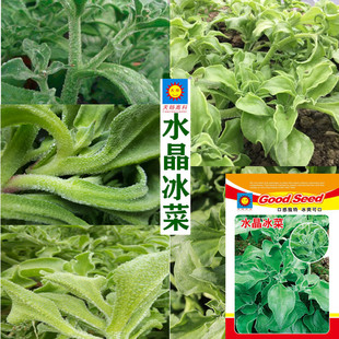 �߲˷N��ˮ�����˷N�����l�S�Ҵ��b�ؔ��˷Nһ�����l������������