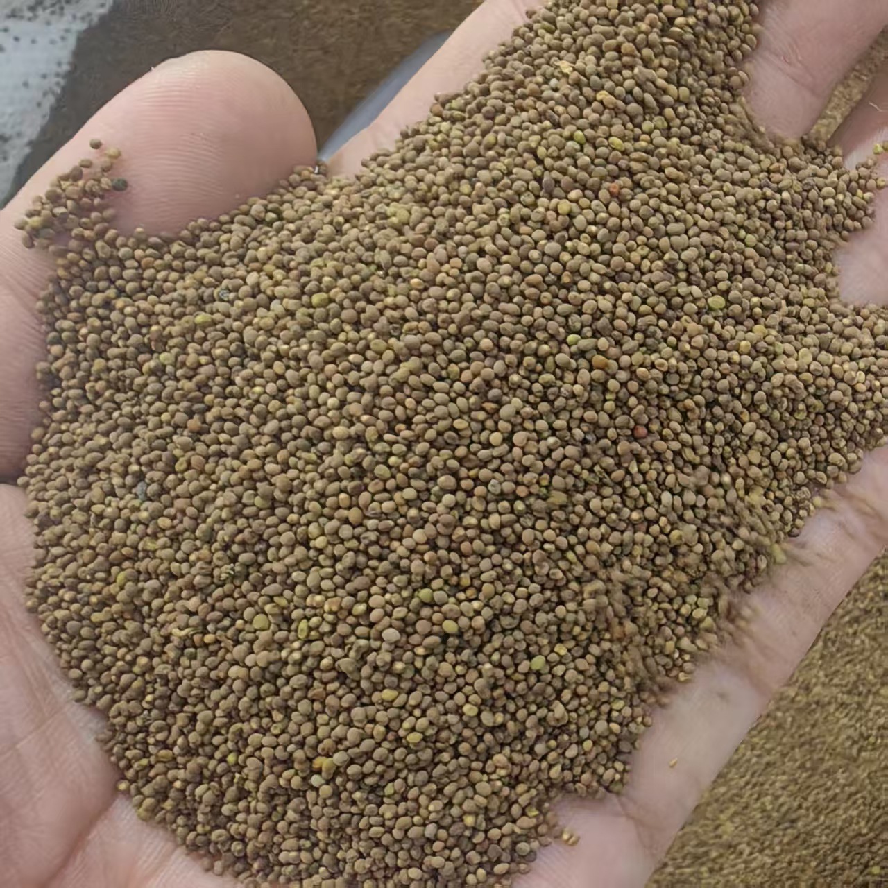 Dodder Seed Tu Si Zi 500g Dried Cuscuta Seeds for Wine Infusion Soup and Decoction quality and texture