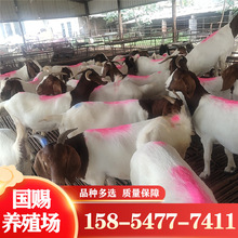 廣西肉羊養殖場 羊羔 母羊 改良波爾山羊活羊價格 長勢快出肉率高