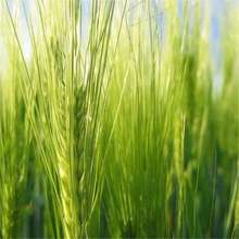 ���羳��؛��ɢ�b�����N�Ӵ����� ������N�� ե֭�� ���N��