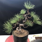 黑松小盆景 微型盆景盆栽五针松盆景日本三河黑松小苗小型素材