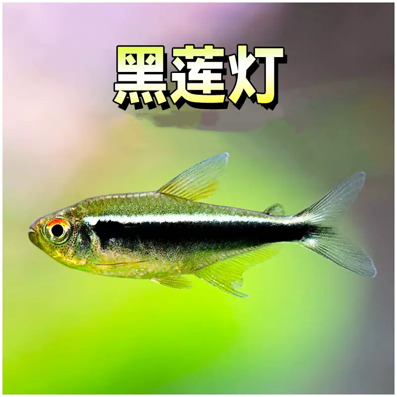 Black Lotus Lamp Fish Black Lamp Small Ornamental Fish Water Grass Tank Black Lamp Department Living Freshwater Group Tour Neon Living Tropical