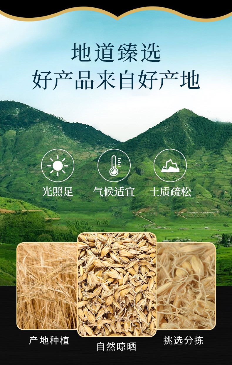 Malt (Hordeum vulgare) — Dried Food-Herb Grain for Tea, Soup & Congee overview