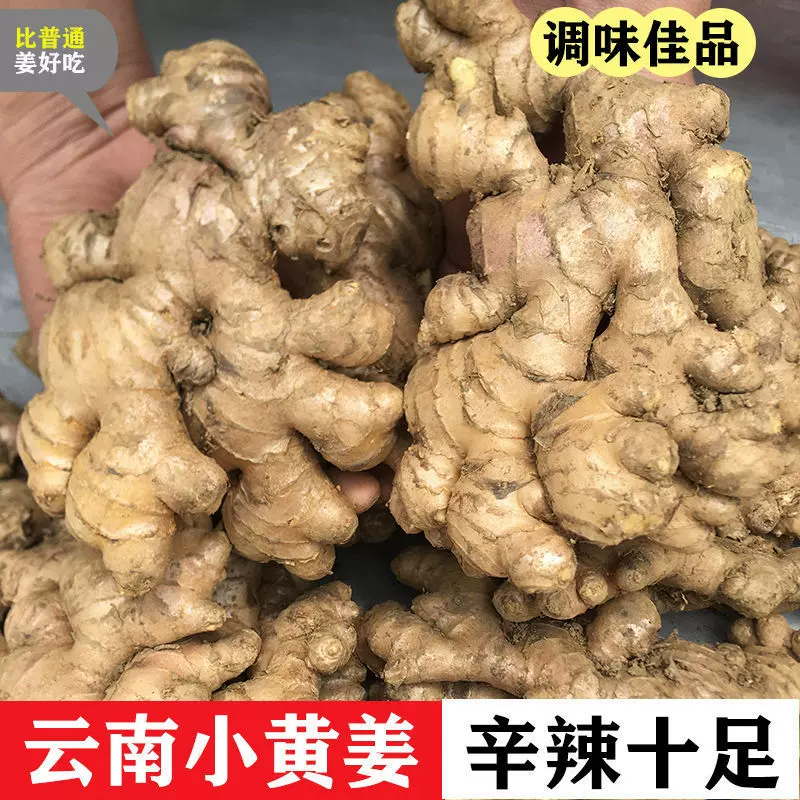 云南小黄姜现挖新鲜蔬菜生姜老姜批发高山现挖沙姜食用嫩姜批发价