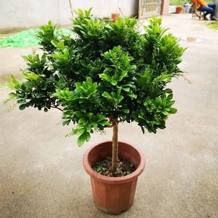 Four-Season Potted Perfume, Milanese Lollipop Flower Plant, Indoor Flowering with Buds, Fragrant Old Pile Green Plant