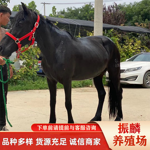 ���^�T���R�̓r�����Rƥ�Bֳ���龰�^�^�p�����R������Ѫ�R���\ݔ