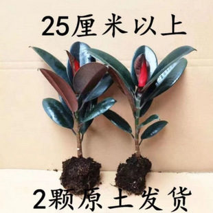 �ڽ�����Ƥ�����Լ�ͥ�҃ȿ͏d�ļ��L�໨�܃����՚�Gɫ�^�~ֲ��