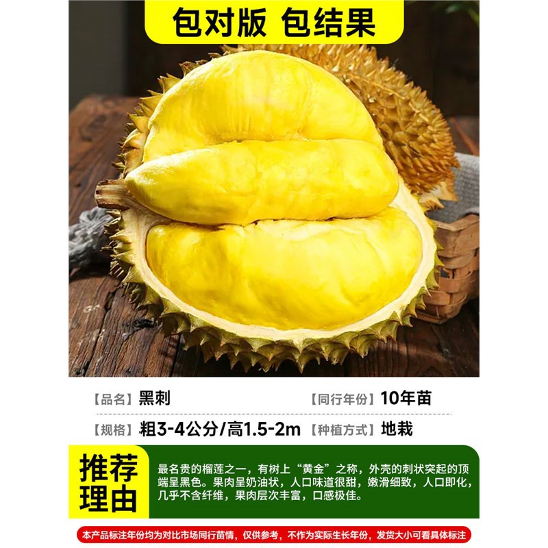 [야드빌라 추천] (두께 3-4cm / 높이 1.5-2m) 블랙가시두리안 (10년근 모종이 열매를 맺습니다) 죽음 3