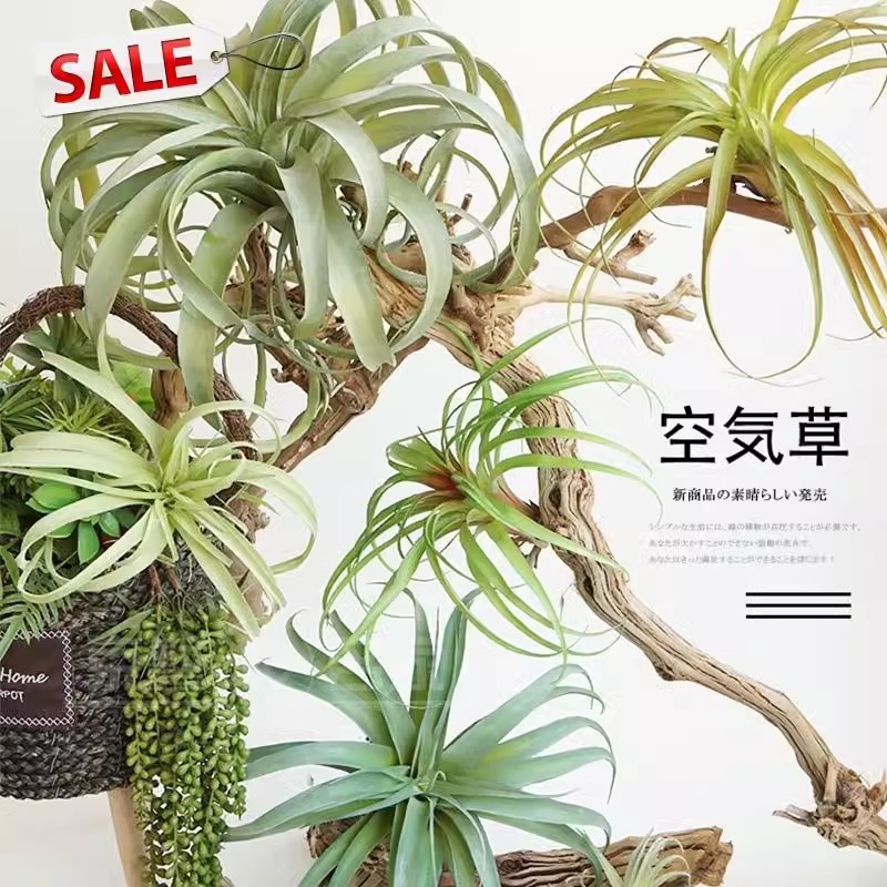 Flocked Air Plant Plastic Home Decor Green Plant Background Wall Flower Art Flower Pot Eco-Friendly Material Artificial Air Grass