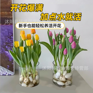 Hydroponic Tulips, Flower Bulbs, Potted Green Plants, Indoor Plant Packages, Narcissus Soil Culture Hyacinths