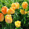 Tulip species ball flower seed seed seed seed seeds are easy to live cold water resistance to soil cultivation pots and pots of imported heavy petal balls in the Netherlands