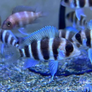 ���������~ ��¡�����g �Z�^�ʹ�̹�� �_���{ ���w�Ꭷ�^�p�~���l