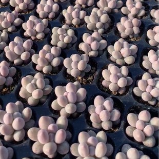 Tangyuan Succulent Plant Base Direct Sales Large Favorably Real Shot Plug Seedlings 2cm
