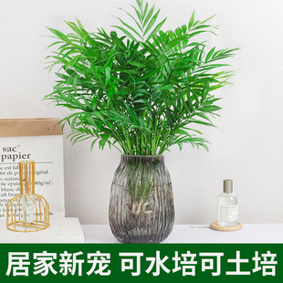 ����Ҭ��ˮ��Gֲ�︻�F�Pβ���^�~���Կ͏d�k���҃�������B�ļ�