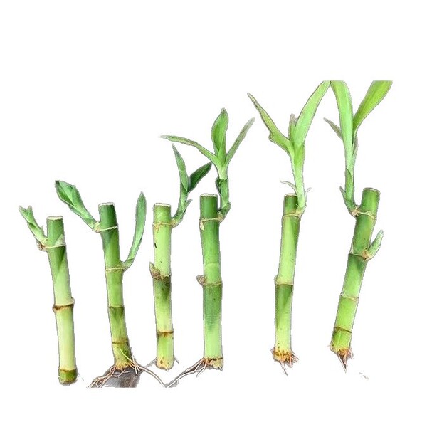 Mini Rich Bamboo Dragon Bamboo Guanyin Bamboo Festival High Trumpet…