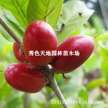正宗神秘果树苗盆栽地栽变味果酸变甜庭院南方北方四季种植营养杯