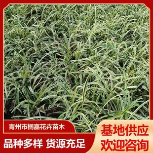 �ر�ֲ��G�����ƺ����������ֱ�l��߅�����ļ�����ͥԺ�e��