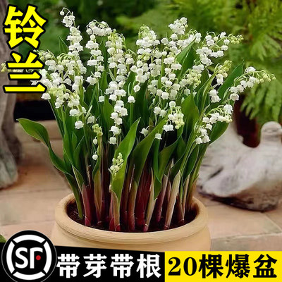 Lumania SEDENGENGS POTTED PLANG Импортированные холодные бутоны и зародышевые зародыши Четыре сезона Открытые балкон -балкон -крытый и открытый поднятие цветов Семена